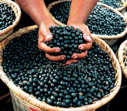 Acai Berries For Mental Health